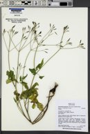 Osmorhiza purpurea image