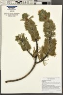 Pinus longaeva image
