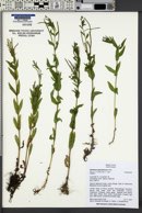 Epilobium ciliatum subsp. glandulosum image