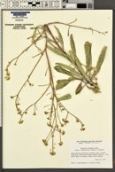 Brassica elongata subsp. integrifolia image