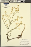 Brassica elongata subsp. integrifolia image