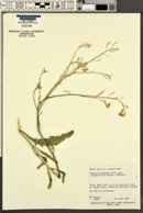 Brassica elongata image