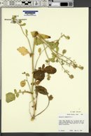 Brassica rapa image