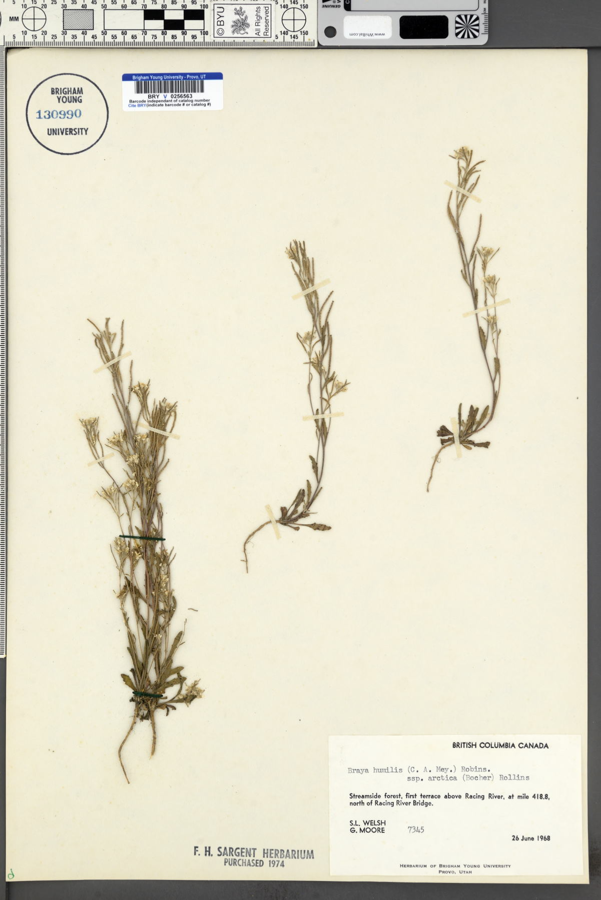 Braya humilis subsp. arctica image