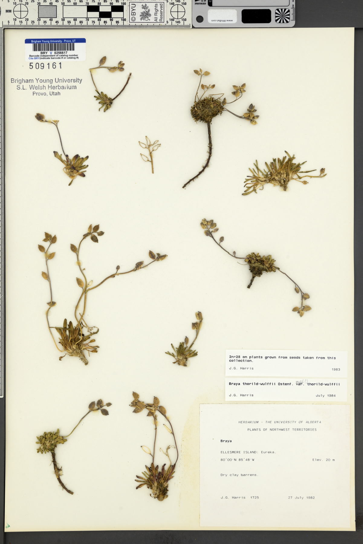 Braya thorild-wulffii subsp. thorild-wulffii image