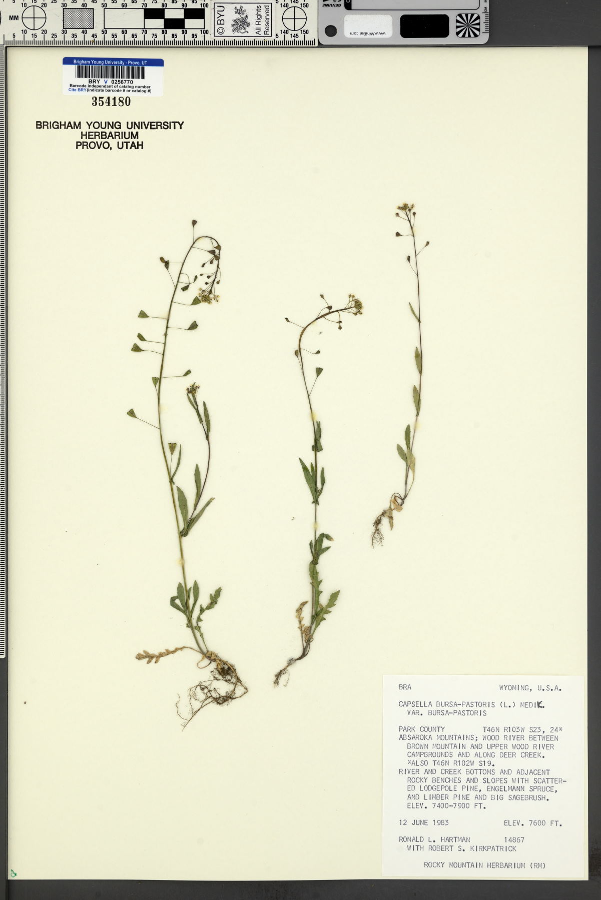 Capsella bursa-pastoris var. bursa-pastoris image