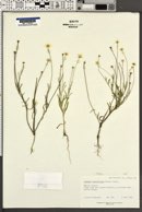 Image of Actinea linearifolia
