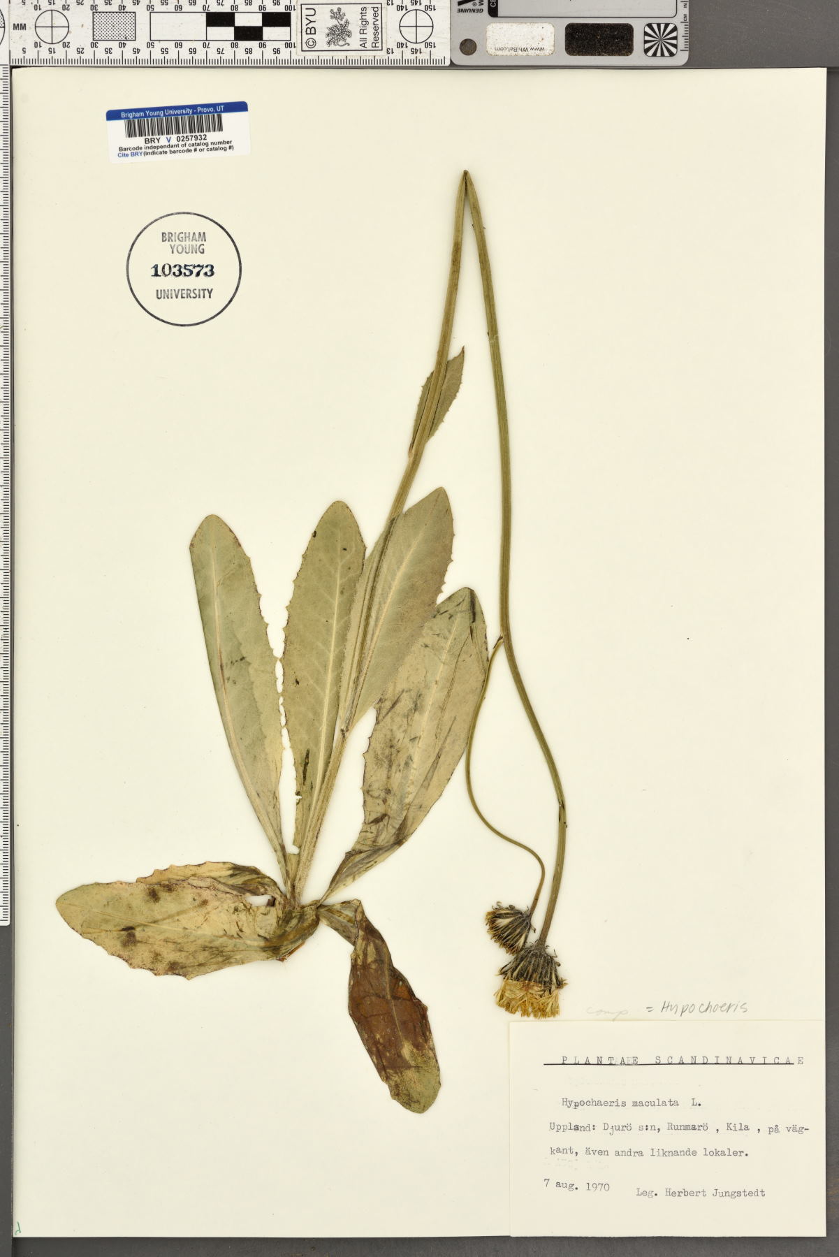 Hypochaeris maculata image