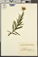 Inula ensifolia image