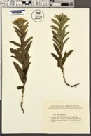 Inula germanica image