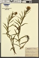 Inula ensifolia image