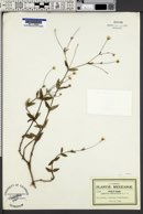 Jaegeria pedunculata image