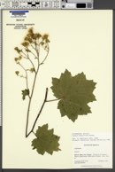 Jungia pauciflora image