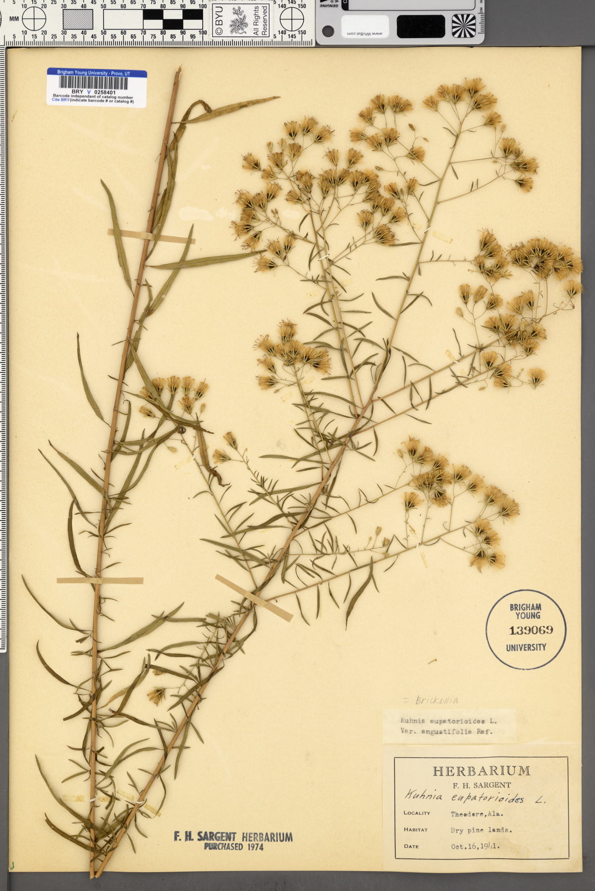 Kuhnia eupatorioides var. angustifolia image