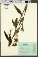 Image of Lactuca sibirica