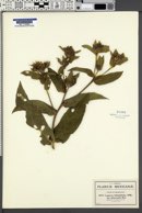 Lagascea helianthifolia var. adenocaulis image