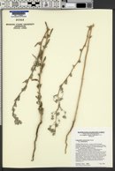 Lagophylla ramosissima subsp. ramosissima image