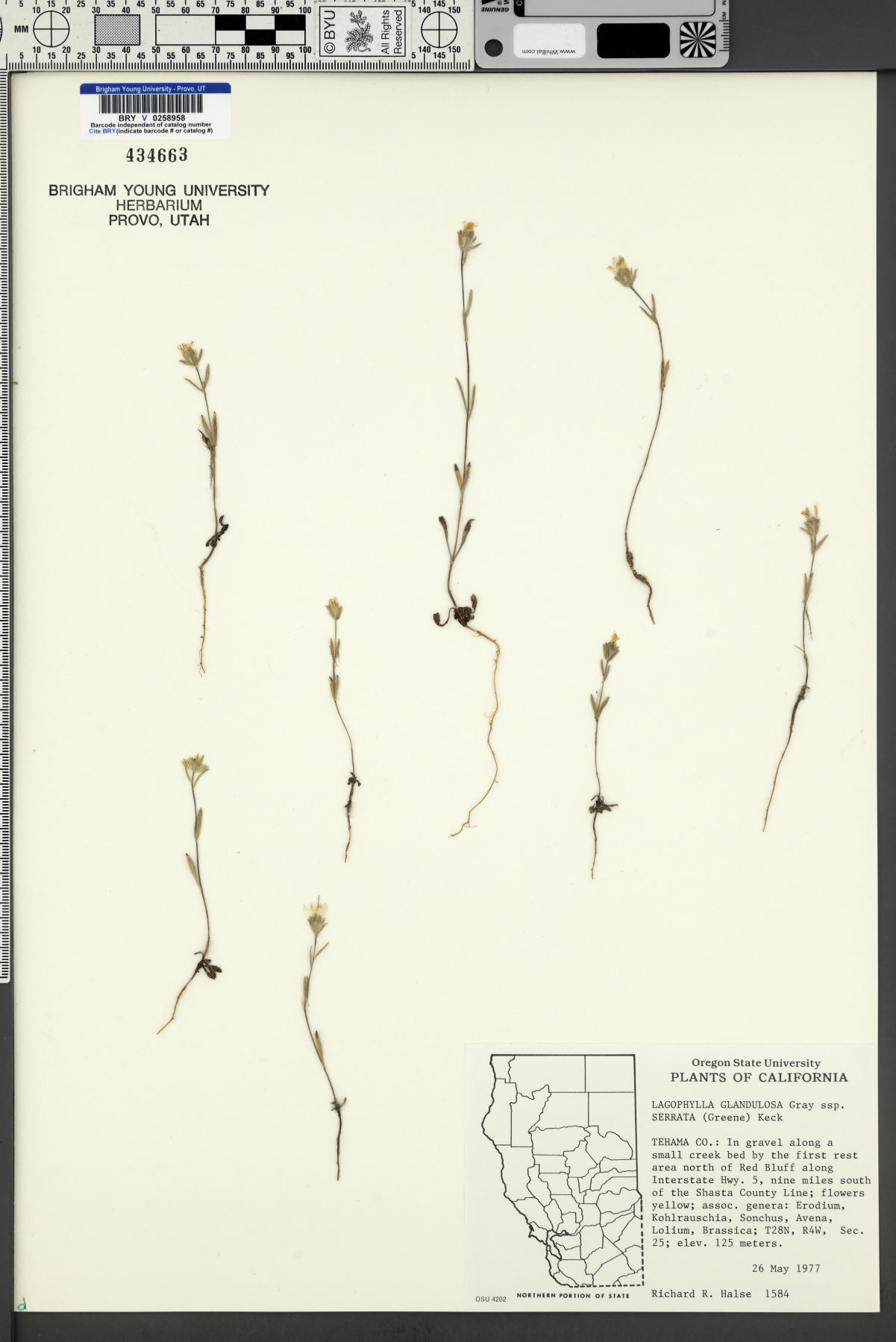 Lagophylla glandulosa subsp. serrata image