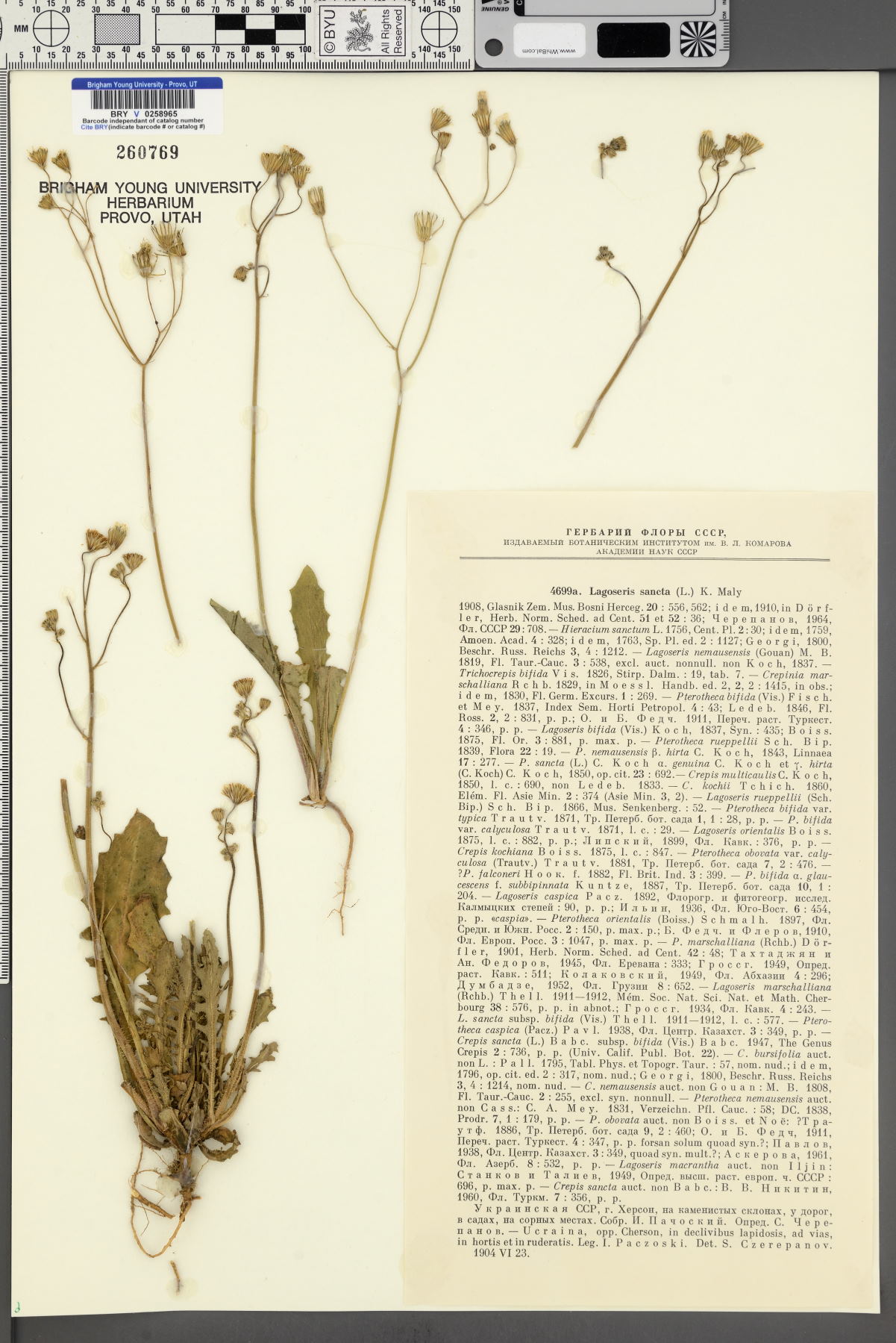 Crepis sancta subsp. sancta image