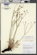 Eriogonum batemanii image