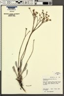 Eriogonum spathulatum var. spathulatum image