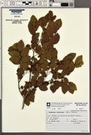Dalbergia frutescens image