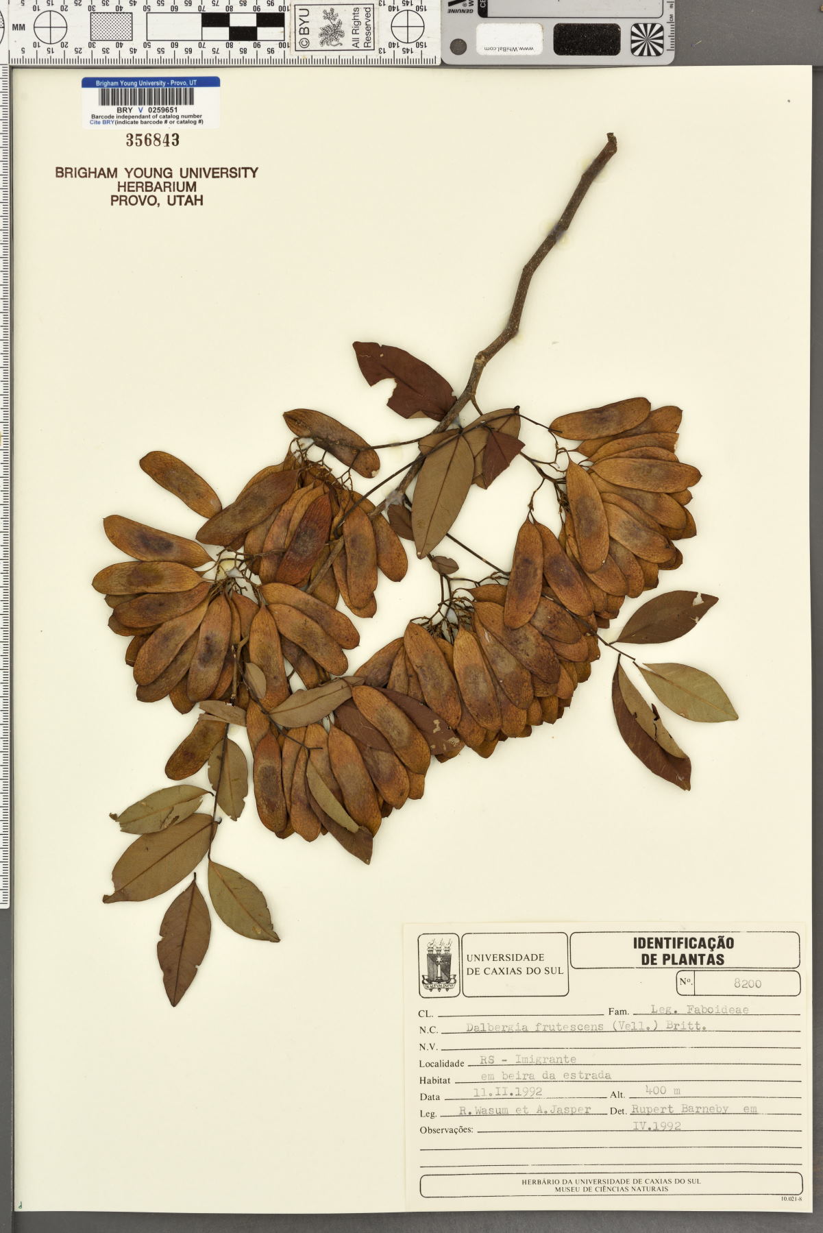 Dalbergia frutescens image