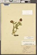 Trifolium eriocephalum var. villiferum image