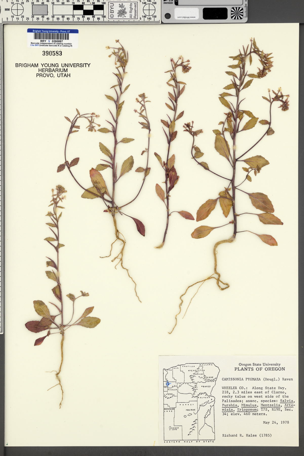 Camissonia pygmaea image