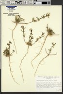 Camissonia pallida image