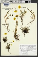 Lasthenia macrantha image