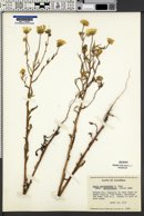 Layia pentachaeta subsp. pentachaeta image
