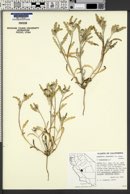 Lembertia congdonii image