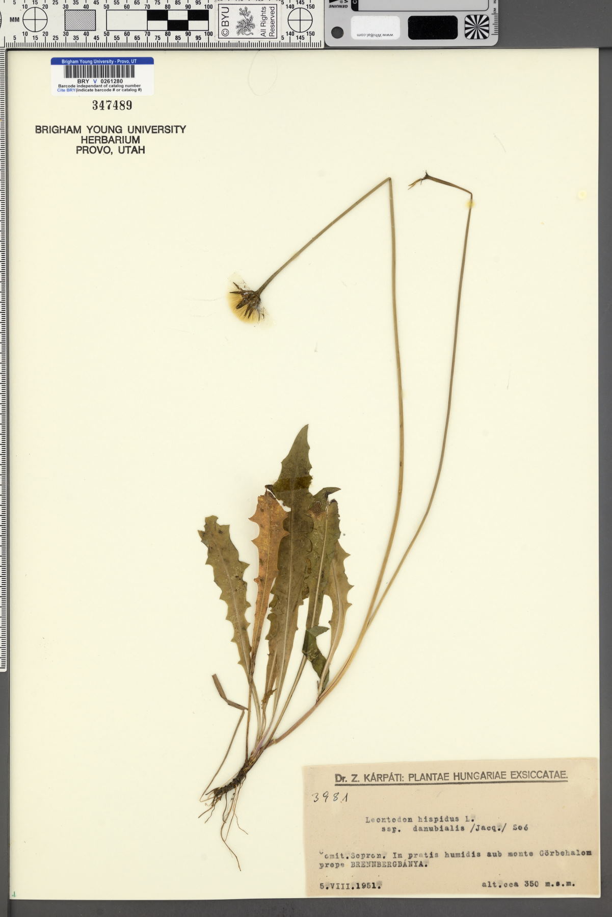 Leontodon hispidus subsp. danubialis image