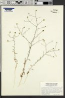 Lessingia germanorum var. tenuipes image
