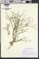 Lessingia lemmonii var. ramulosissima image