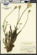 Leontodon asperrimus image