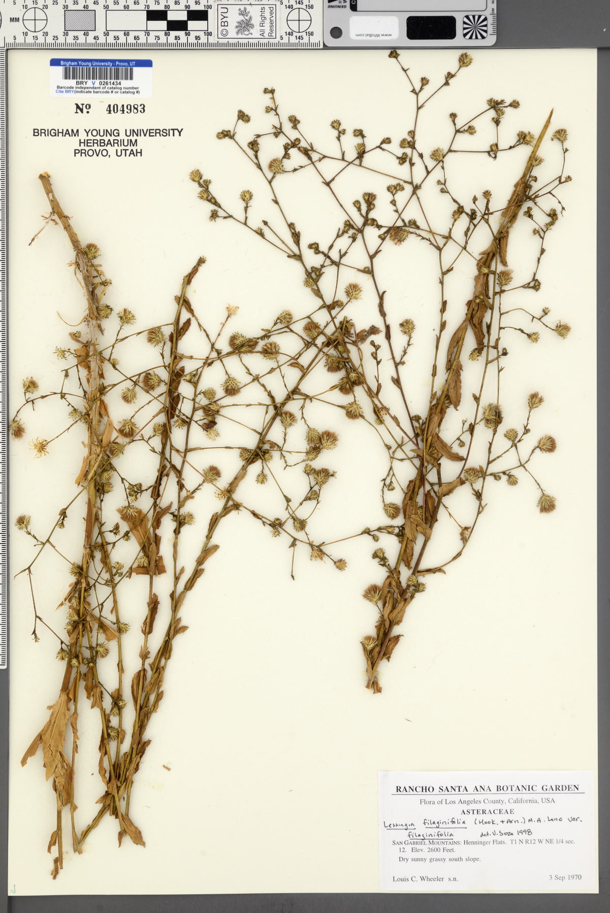 Lessingia filaginifolia var. filaginifolia image