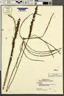 Lacinaria gracilis image