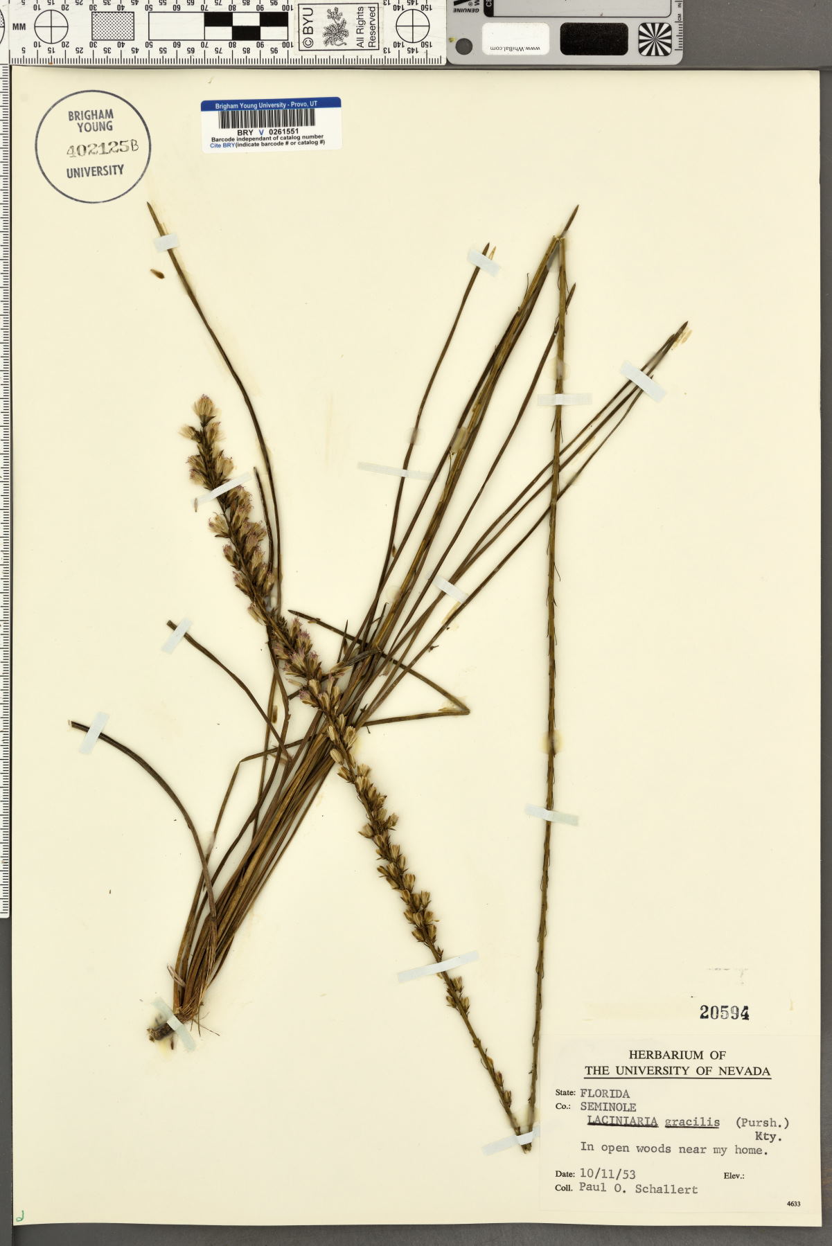 Lacinaria gracilis image