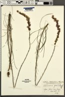 Image of Lacinaria gracilis