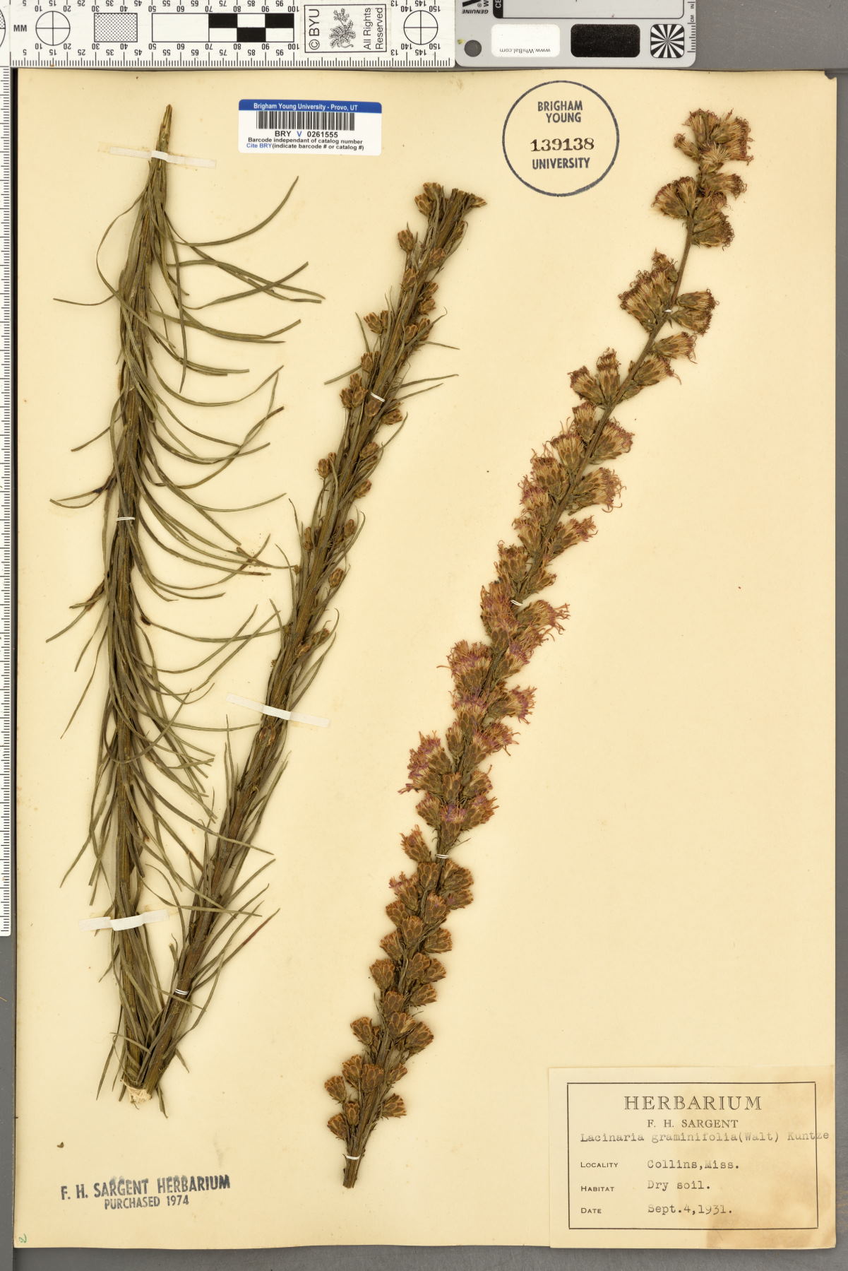 Lacinaria graminifolia image