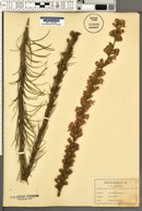 Image of Lacinaria graminifolia