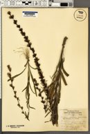 Liatris graminifolia var. racemosa image