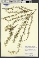 Lipochaeta integrifolia image
