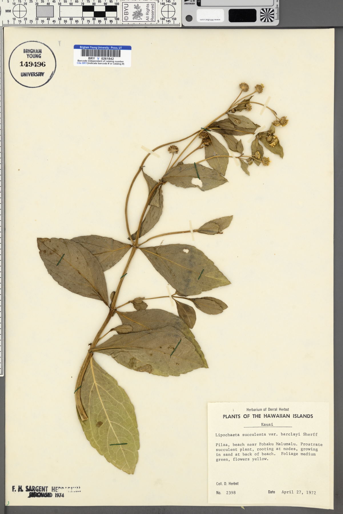 Lipochaeta succulenta var. barclayi image