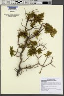 Chamaebatiaria millefolium image