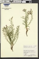 Pleiacanthus spinosus image