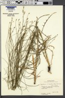 Image of Lygodesmia tenuifolia