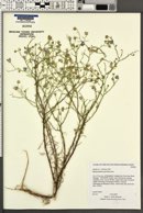 Machaeranthera parviflora image
